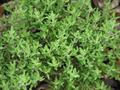 English thyme